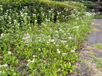 꽃, 데이지, flower, 허브, 초목, 사진,이미지,일러스트,캘리그라피 - dodochuchu작가 크라우드픽 - 저작권 걱정 없는 상업용 이미지