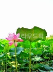 연꽃, 수생식물, 연잎, 연밭, 야외, 사진,이미지,일러스트,캘리그라피 - space작가 크라우드픽 - 저작권 걱정 없는 상업용 이미지