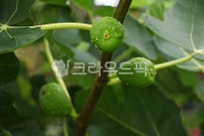 무화과, 무화과열매, 열매, 무화과나무, 과일, 사진,이미지,일러스트,캘리그라피 - phototo73작가 크라우드픽 - 저작권 걱정 없는 상업용 이미지