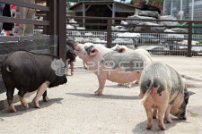 팸랜드, 목장, 돼지우리, 돼지, 동물, 사진,이미지,일러스트,캘리그라피 - 함께사는세상작가 크라우드픽 - 저작권 걱정 없는 상업용 이미지