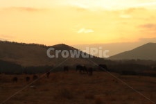 제주도, 말, 노을, 목장, 방목, 사진,이미지,일러스트,캘리그라피 - yeoloy작가 크라우드픽 - 저작권 걱정 없는 상업용 이미지