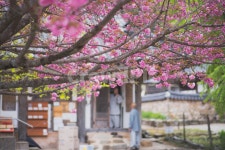 전남, 순천, 선암사, 겹벚꽃, 왕벚꽃, 사진,이미지,일러스트,캘리그라피 - reminisce작가 크라우드픽 - 저작권 걱정 없는 상업용 이미지