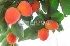 대봉감, 감, 홍시, 자연, 음식, 사진,이미지,일러스트,캘리그라피 - 플라이EX작가 크라우드픽 - 저작권 걱정 없는 상업용 이미지