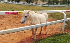 조랑말, 말, 목장, 동물농장, 가족나들이, 사진,이미지,일러스트,캘리그라피 - 참하루작가 크라우드픽 - 저작권 걱정 없는 상업용 이미지