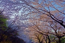 부산, 해운대, 달맞이길, 송정, 벚꽃, 사진,이미지,일러스트,캘리그라피 - Nbixelcali작가 크라우드픽 - 저작권 걱정 없는 상업용 이미지