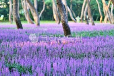 맥문동, 솔밭, 공원, 자연, 풍경, 사진,이미지,일러스트,캘리그라피 - pandora4077작가 크라우드픽 - 저작권 걱정 없는 상업용 이미지