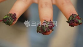 봉숭아, 물들이기, 손톱물, 손톱물들이기, 복숭아, 사진,이미지,일러스트,캘리그라피 - Nlitoinbeeil작가 크라우드픽 - 저작권 걱정 없는... 