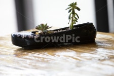 다육식물, 다육이, 고무신, 검정고무신, 탁자, 사진,이미지,일러스트,캘리그라피 - 원프로작가 크라우드픽 - 저작권 걱정 없는 상업용 이미지