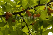 은행, 은행나무, 은행열매, 은행나무열매, 은행잎, 사진,이미지,일러스트,캘리그라피 - mooakjae작가 크라우드픽 - 저작권 걱정 없는 상업용... 