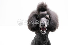 반려견, 대형견, 푸들, 자이언트푸들, 개, 사진,이미지,일러스트,캘리그라피 - 메라키스튜디오작가 크라우드픽 - 저작권 걱정 없는 상업용 이미지