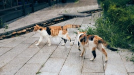 고양이, 길고양이, 길냥이, 동물, 산책, 사진,이미지,일러스트,캘리그라피 - heyoka작가 크라우드픽 - 저작권 걱정 없는 상업용 이미지