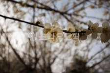flower, 꽃, petal, 꽃잎, 봄, 사진,이미지,일러스트,캘리그라피 - chovit7284작가 크라우드픽 - 저작권 걱정 없는 상업용 이미지