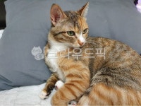 고양이, 집고양이, 도도한고양이, 반려동물, cat, 사진,이미지,일러스트,캘리그라피 - pejyg10kr작가 크라우드픽 - 저작권 걱정 없는 상업용... 