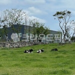 farm, 농장, field, 필드, 목장, 사진,이미지,일러스트,캘리그라피 - 얼쑤탐라청작가 크라우드픽 - 저작권 걱정 없는 상업용 이미지