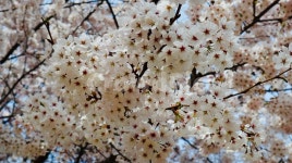 벚꽃, 봄, 서울숲공원, 분홍, 분홍색, 사진,이미지,일러스트,캘리그라피 - UH작가 크라우드픽 - 저작권 걱정 없는 상업용 이미지