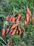 당근, 농사, carrot, carrots, abc, 사진,이미지,일러스트,캘리그라피 - DDALK1작가 크라우드픽 - 저작권 걱정 없는 상업용 이미지