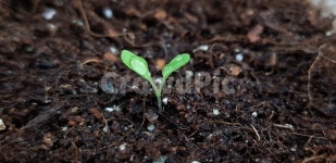 새싹, 새잎, 새순, 봄, 출발, 사진,이미지,일러스트,캘리그라피 - Cookie작가 크라우드픽 - 저작권 걱정 없는 상업용 이미지