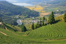 field, 들, farm, 농장, rural, 사진,이미지,일러스트,캘리그라피 - 영산공작가 크라우드픽 - 저작권 걱정 없는 상업용 이미지