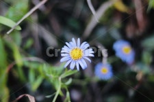 꽃, 들꽃, 블루데이지, 가을, 겨울, 사진,이미지,일러스트,캘리그라피 - jeong min작가 크라우드픽 - 저작권 걱정 없는 상업용 이미지