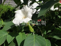 독말풀, datura, 대형꽃, 천사의나팔꽃, angeltrumpet, 사진,이미지,일러스트,캘리그라피 - Cool Moon작가 크라우드픽 - 저작권 걱정 없는... 