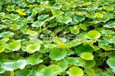 세종, 조천, 연꽃, 공원, nature, 사진,이미지,일러스트,캘리그라피 - 참 아름다우리라작가 크라우드픽 - 저작권 걱정 없는 상업용 이미지