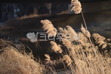 갈매, reed, 가을갈대, 새, 식물, 사진,이미지,일러스트,캘리그라피 - sm900p09작가 크라우드픽 - 저작권 걱정 없는 상업용 이미지
