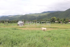 자연, 목초지, farm, 농장, 농촌, 사진,이미지,일러스트,캘리그라피 - elisha작가 크라우드픽 - 저작권 걱정 없는 상업용 이미지