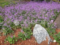 봄, 꽃, 들꽃, flower, spring, 사진,이미지,일러스트,캘리그라피 - vely87작가 크라우드픽 - 저작권 걱정 없는 상업용 이미지