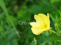 달맞이꽃, 꽃, 야생화, 야생식물, 약용식물, 사진,이미지,일러스트,캘리그라피 - 시대작가 크라우드픽 - 저작권 걱정 없는 상업용 이미지