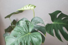 식물, plant, 홈테코, leaf, 잎, 사진,이미지,일러스트,캘리그라피 - Ghye88작가 크라우드픽 - 저작권 걱정 없는 상업용 이미지