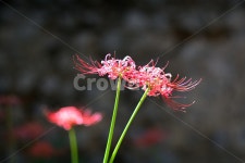 꽃무릇, 꽃, 식물, 플라워, 자연, 사진,이미지,일러스트,캘리그라피 - dsan0774작가 크라우드픽 - 저작권 걱정 없는 상업용 이미지