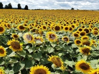 해바라기, 해바라기농장, 해바라기꽃밭, 해바라기꽃, 꽃, 사진,이미지,일러스트,캘리그라피 - JHSARAH작가 크라우드픽 - 저작권 걱정 없는... 