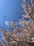 cherryblossom, flower, 벚꽃, 꽃, blossom, 사진,이미지,일러스트,캘리그라피 - taemi작가 크라우드픽 - 저작권 걱정 없는 상업용 이미지