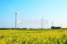 유채꽃프라자, 유채꽃, 꽃, 풍력발전기, 하늘, 사진,이미지,일러스트,캘리그라피 - ju999작가 크라우드픽 - 저작권 걱정 없는 상업용 이미지