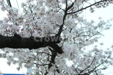 벛꽃, 봄꽃, 봄, 꽃, 체리블라썸, 사진,이미지,일러스트,캘리그라피 - DIANE작가 크라우드픽 - 저작권 걱정 없는 상업용 이미지