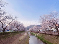 벚꽃, cherryblossom, 모전천, 벚꽃축제, flowers, 사진,이미지,일러스트,캘리그라피 - Hansohang작가 크라우드픽 - 저작권 걱정 없는... 