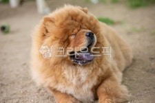 차우차우, 반려견, 애완동물, animal, 동물, 사진,이미지,일러스트,캘리그라피 - SWimage작가 크라우드픽 - 저작권 걱정 없는 상업용 이미지