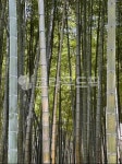 bamboo, 대나무, 대나무숲, tree, 나무, 사진,이미지,일러스트,캘리그라피 - 물빛하 스튜디오작가 크라우드픽 - 저작권 걱정 없는 상업용 이미지
