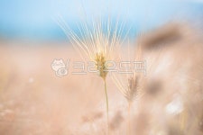 밀, 곡물, wheat, 보리, 익은보리, 사진,이미지,일러스트,캘리그라피 - 홀씨작가 크라우드픽 - 저작권 걱정 없는 상업용 이미지