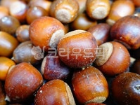 산, 도토리, 갈색, 음식, food, 사진,이미지,일러스트,캘리그라피 - 륄리작가 크라우드픽 - 저작권 걱정 없는 상업용 이미지