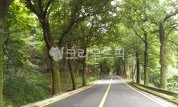road, 도로, 숲길, 길, 가로수, 사진,이미지,일러스트,캘리그라피 - PGVan작가 크라우드픽 - 저작권 걱정 없는 상업용 이미지