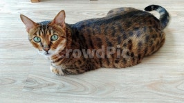 뱅갈고양이, 고양이, 반려묘, bengalcat, cat, 사진,이미지,일러스트,캘리그라피 - 보리뜰작가 크라우드픽 - 저작권 걱정 없는 상업용 이미지