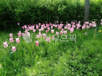 튤립, 백합과, tulip, 여러해살이풀, flower, 사진,이미지,일러스트,캘리그라피 - 제이가온작가 크라우드픽 - 저작권 걱정 없는 상업용 이미지