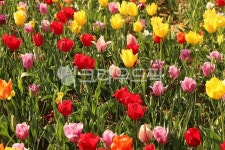 flower, 꽃, petal, 꽃잎, tulip, 사진,이미지,일러스트,캘리그라피 - epn93작가 크라우드픽 - 저작권 걱정 없는 상업용 이미지