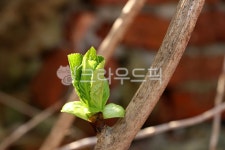 수국, 새순, 수국새순, 식물, plant, 사진,이미지,일러스트,캘리그라피 - phototo73작가 크라우드픽 - 저작권 걱정 없는 상업용 이미지