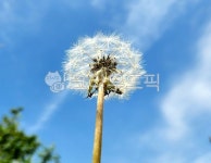 flower, 꽃, dandelion, 민들레, 민들레홀씨, 사진,이미지,일러스트,캘리그라피 - 바다4729작가 크라우드픽 - 저작권 걱정 없는 상업용 이미지