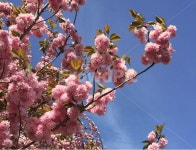 봄, 꽃, 꽃나무, 식물, flower, 사진,이미지,일러스트,캘리그라피 - silverbro2작가 크라우드픽 - 저작권 걱정 없는 상업용 이미지