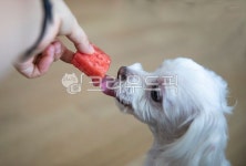 강아지, 개, 애완견, 반려동물, 애완동물, 사진,이미지,일러스트,캘리그라피 - carywoman작가 크라우드픽 - 저작권 걱정 없는 상업용 이미지