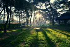 빛내림, 송림, 자연, 아침햇살, 빛, 사진,이미지,일러스트,캘리그라피 - 시흥갈매기작가 크라우드픽 - 저작권 걱정 없는 상업용 이미지