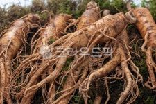 뿌리, 인삼, 수삼, 한의학, 식물, 사진,이미지,일러스트,캘리그라피 - 청설작가 크라우드픽 - 저작권 걱정 없는 상업용 이미지